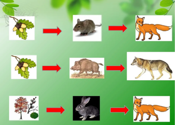 Пищевая цепочка животных
