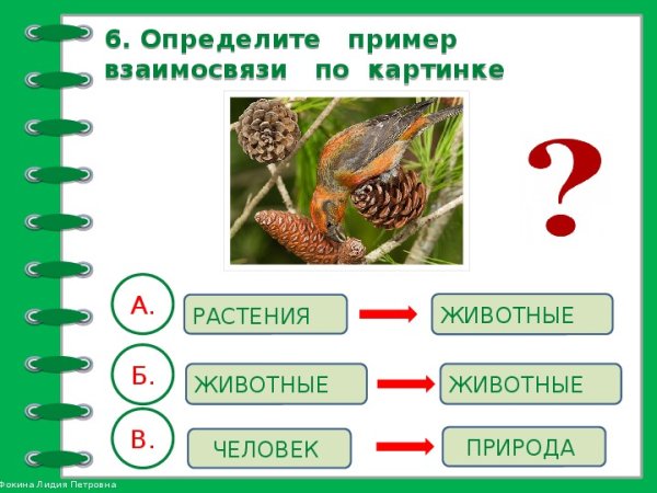 Связь между растениями и животными 2 класс