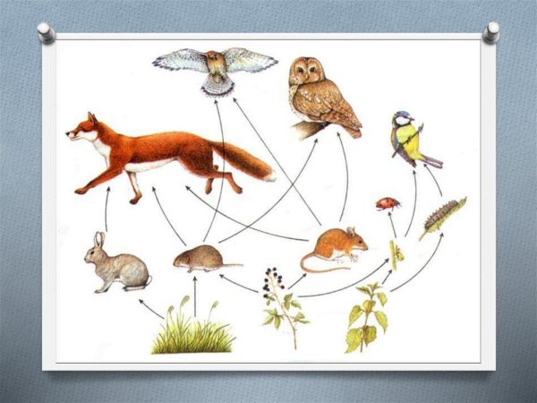 Пищевые Цепочки 2 класс окружающий мир