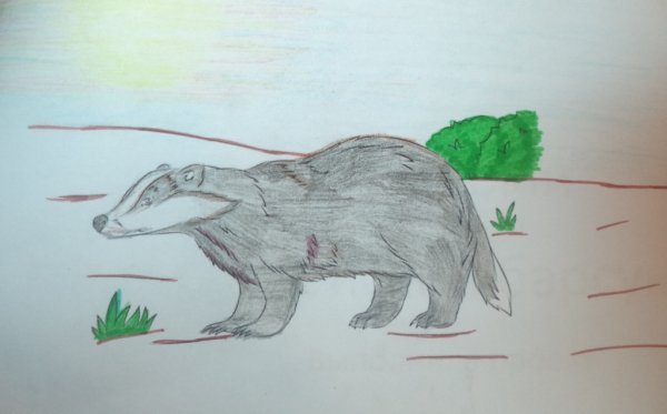 К. Паустовский "барсучий нос"