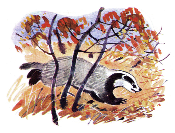 К. Паустовский "барсучий нос"