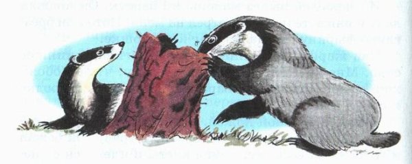 Рисунок к сказке барсучий нос