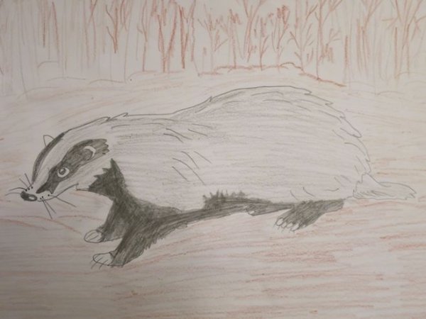 Барсучий нос