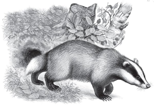 Барсучий нос