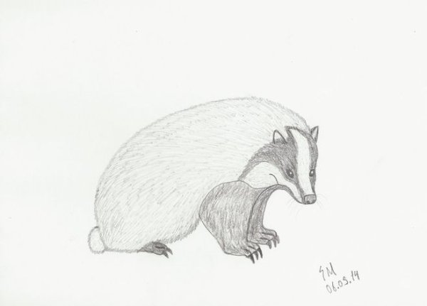 Рисунок на тему барсучий нос