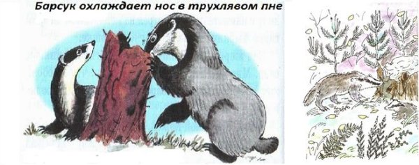 Паустовский барсучий нос иллюстрации