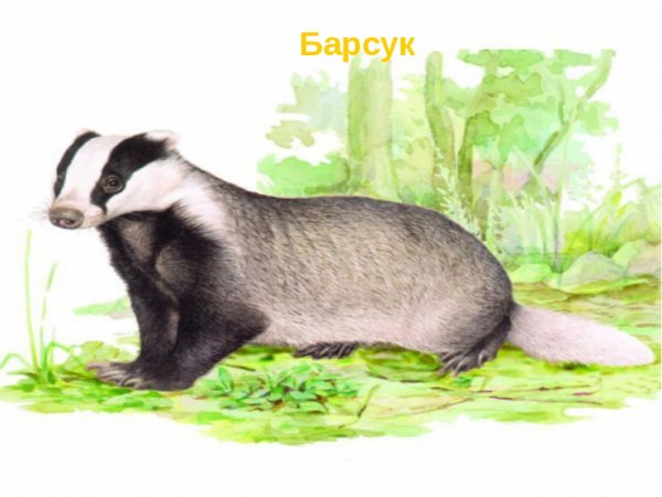 Паустовский барсучий нос раскраска