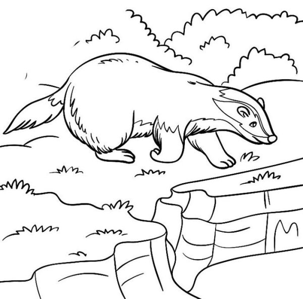 К. Паустовский "барсучий нос"