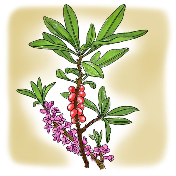 Волчье лыко