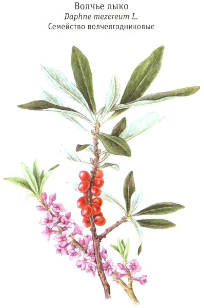 Волчье лыко ядовитое растение