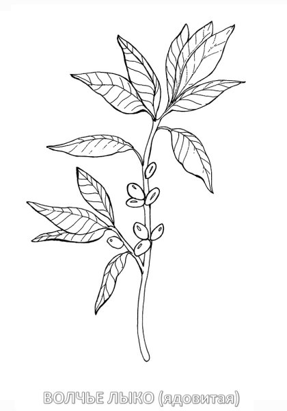 Раскраска Волчье лыко растение