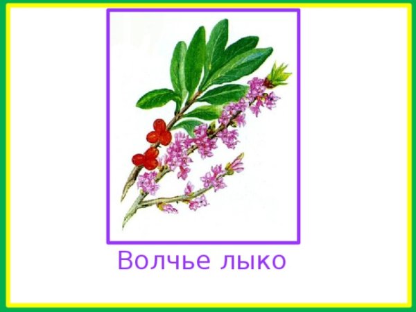 Картина цветка Волчье лыко