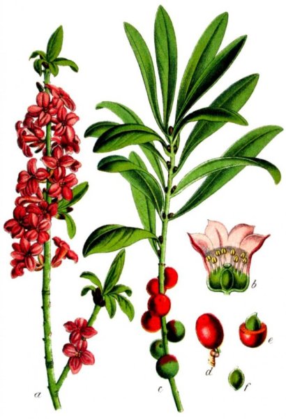 Волчье лыко Ботаническая