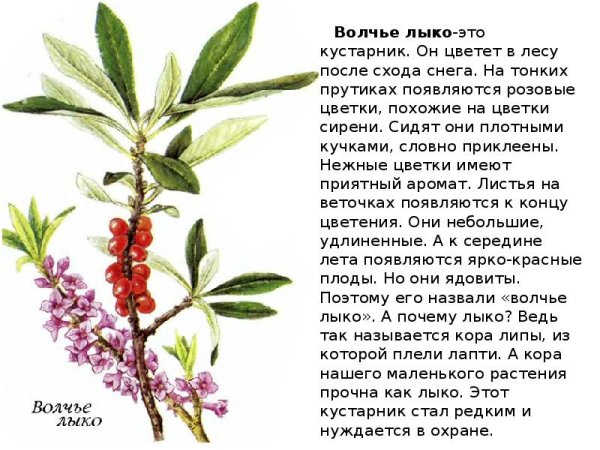 Волчье лыко растение