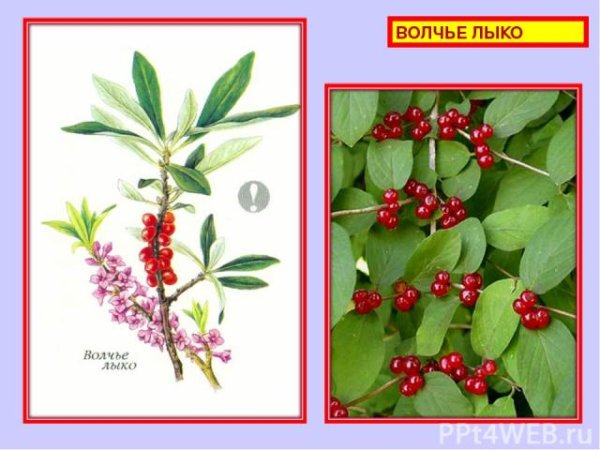 Волчье лыко рисунок