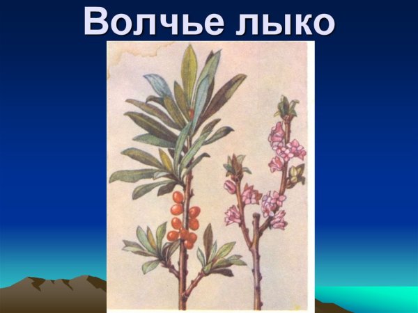 Волчье лыко для детей