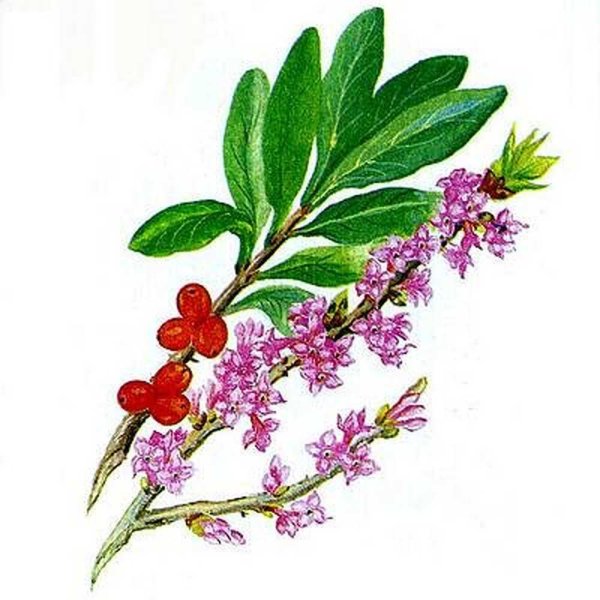 Волчье лыко для детей