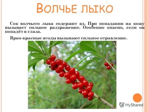 Волчье лыко ядовитое растение рисунок