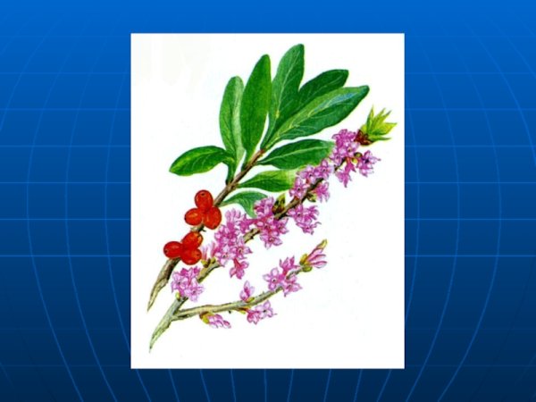 Волчье лыко рисунок