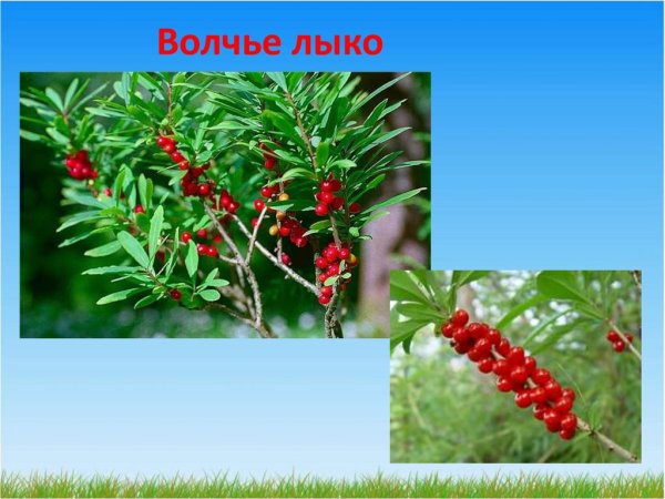 Волчье лыко ядовитое