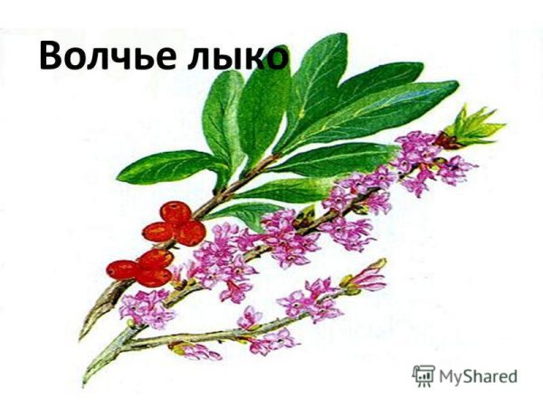 Волчье лыко куст