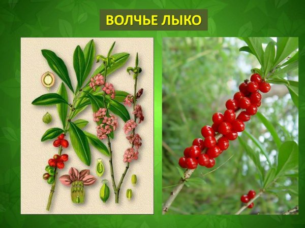 Волчья ягода и Волчье лыко