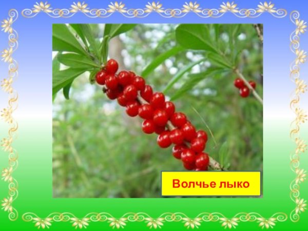 Рисунок на тему Волчье лыко