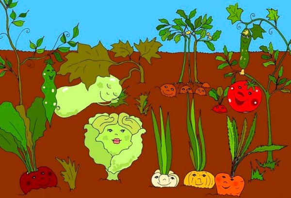 Овощи на грядке рисунок
