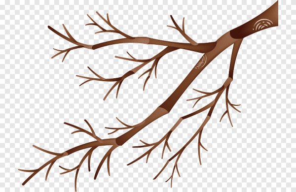 Ветка без листьев