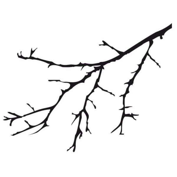 Ветка дерева без листьев