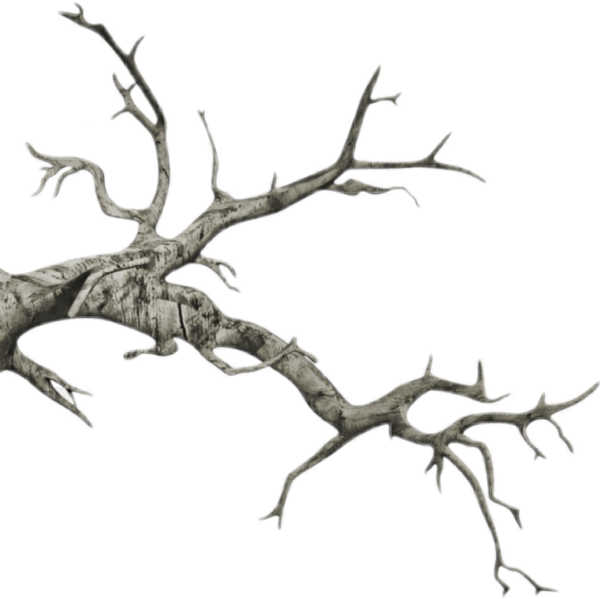 Сухие ветки