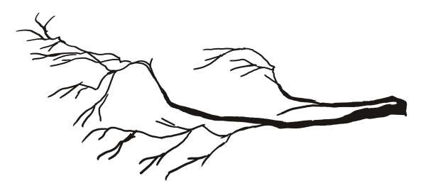 Ветка раскраска для детей