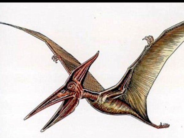 Птеродактиль цветной