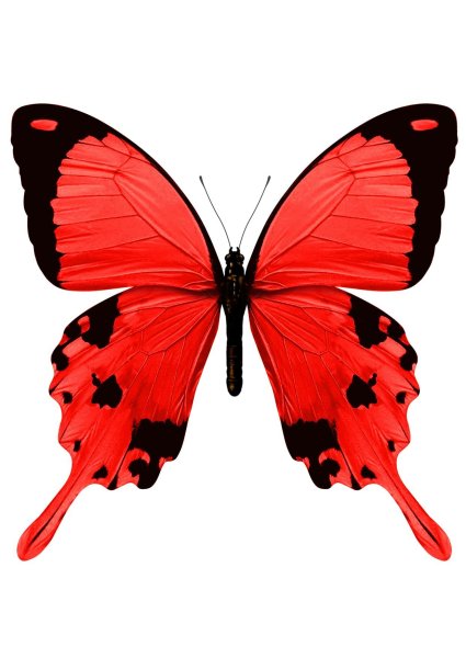 Черно красная бабочка