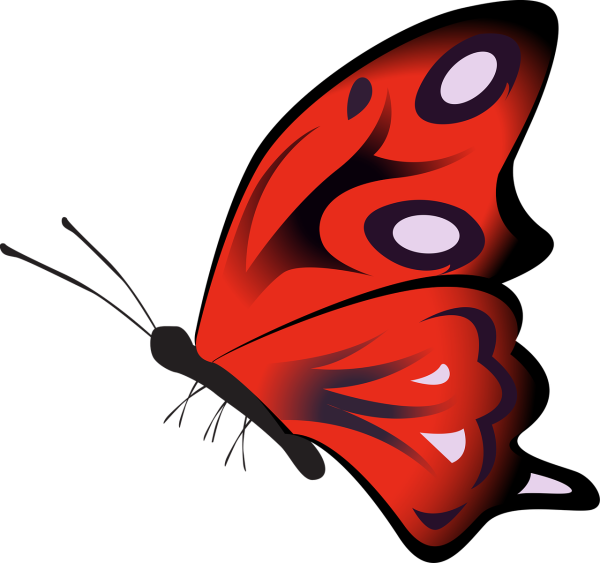 Роза рисунок