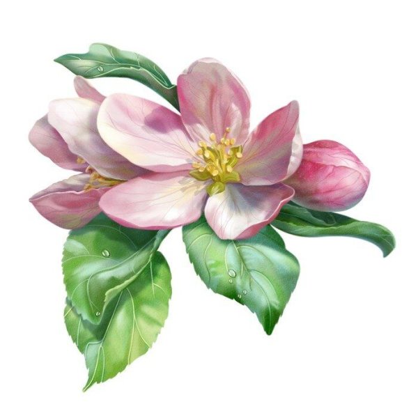 Рисунок цветов яблони