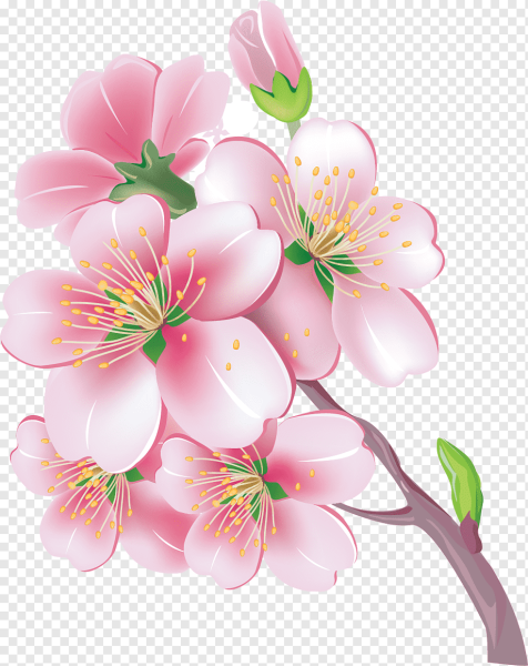 Ветка яблони