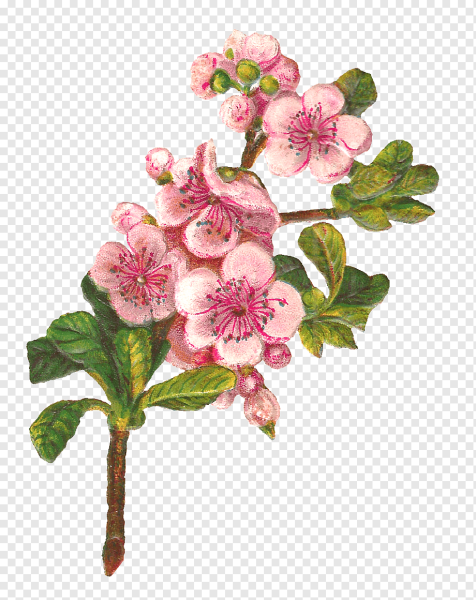 Ветка яблони