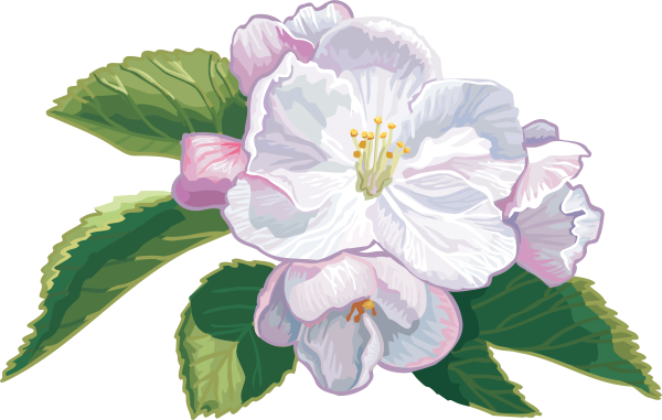 Яблоневые цветы рисунок