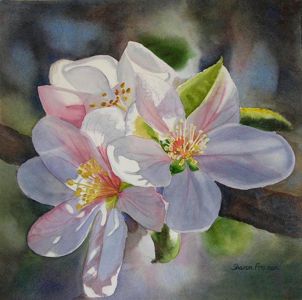 Ветка цветущей яблони акварель Ольги Абакумовой