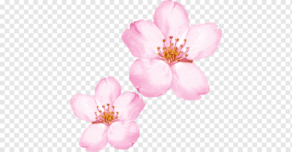 Цветы вишни мультяшные