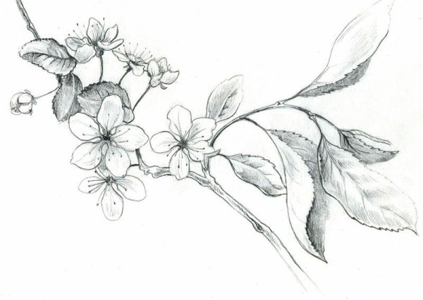 Ветка яблони карандашом