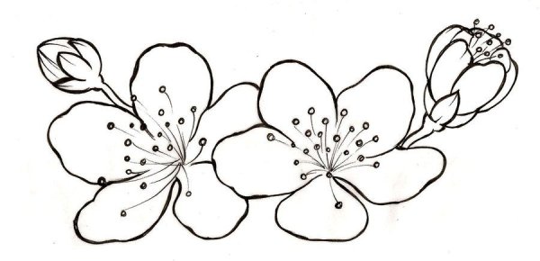 Цветок яблони раскраска