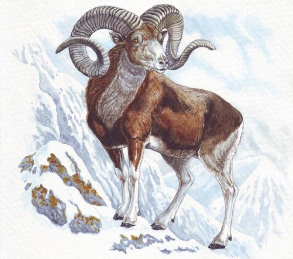 Винторогий горный баран Архар