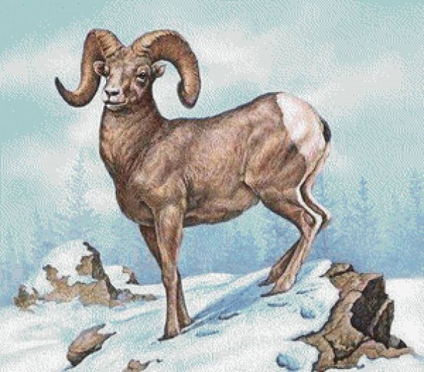 Дикий баран Хетагурова