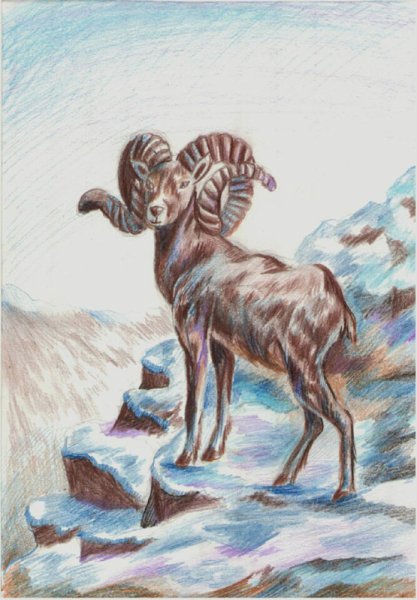 Алтайский горный баран аргали рисунок