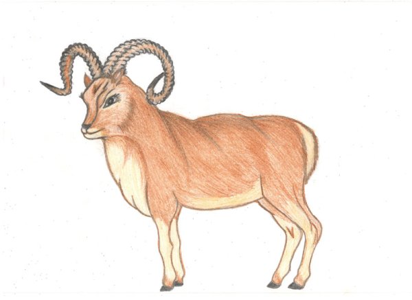 Аргали Алтайский горный баран рисунок детский
