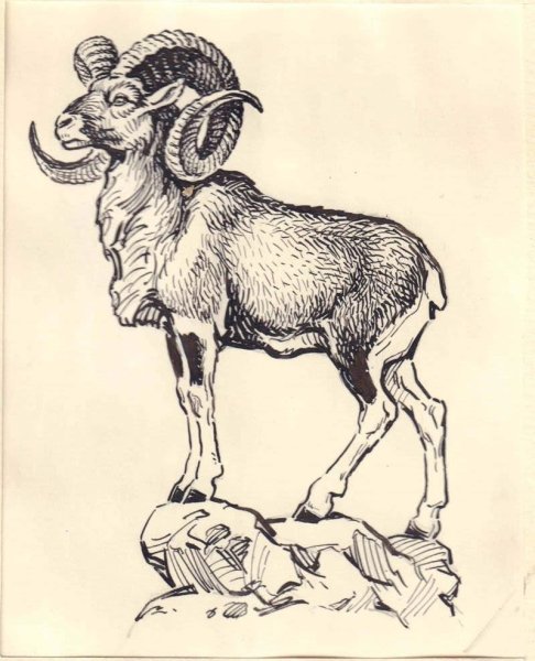 Дикий баран Хетагурова