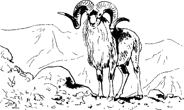 Хетагуров Джук тур иллюстрация