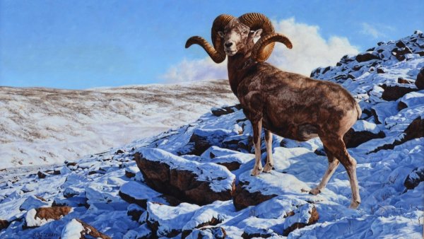 Алтайский баран аргали, Архар